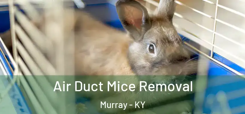  Air Duct Mice Removal Murray - KY